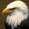bald eagle 7's Photo